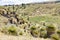 Giant Puya Raimondi, growing in the Andes near Ayacucho, Peru