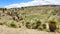 Giant Puya Raimondi, growing in the Andes near Ayacucho, Peru