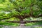 Giant Raintree chamchuri over 100 years old in Kanchanaburi, Thailand