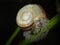 Giant ramshorn snail- marisa cornuarietis