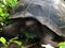 Giant rare galapagis tortoise in the wild