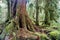 Giant Red Cedar Tree Stump Moss Covered Growth Hoh Rainforest