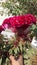 Giant Red Cockscomb Flower Red Velvet Celosia