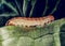 Giant red head caterpillar attacking plant and eat tender young leaves, pest insects and leaf disease concepts