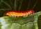 Giant red head caterpillar attacking plant and eat tender young leaves, pest insects and leaf disease concepts