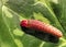 Giant red head caterpillar attacking plant and eat tender young leaves, pest insects and leaf disease concepts