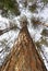 Giant Red Pine in NYS Forest Park looking up the tall trunk