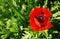 Giant Red Poppy with Background Grasses