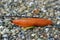 A Giant red roadside slug, spanish slug, shell-less terrestrial gastropod mollusc seen from aside sliding over a path with small