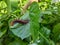 Giant Red Spiky Worm Eating Poison Leaf