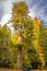 Giant redwood with dramatic sky in Northern California with car parked near it to show the size