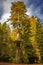 Giant redwood with dramatic sky in Northern California with car parked near it to show the size