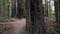 Giant Redwood Forest