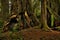 Giant Redwood in a Forest.