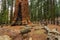 Giant redwood, located at the Sequoia National Park, California, USA