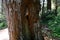 Giant redwood Sequoiadendron giganteum, 8.