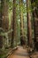 Giant redwood trees in Muir Woods, California