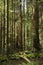 Giant redwood trees in Muir Woods, California