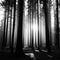 giant redwoods in a misty forest, with towering trees and lush vegetation