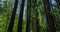 Giant redwoods in Muir Woods National Monument near San Francisco