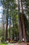 Giant Redwoods Trees
