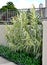 Giant Reed Grass - Arundo donax