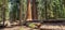 Giant Reed Wood Sequoia Trees