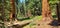 Giant Reedwood Sequoia Trees