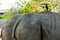 Giant rhino close up with bird on hip