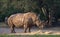 A giant Rhinoceros