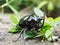 Giant rhinoceros beetle