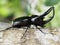 Giant rhinoceros beetle