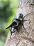 Giant rhinoceros beetle