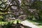 Giant rhododendron tree in the park