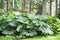 Giant Rhubarb large plant with huge green leaves growing in wild forest in Europe