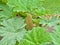 Giant Rhubarb plant with huge green leafs