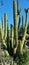 Giant Ribbed Saguaro Cactus Plants  100-150 yrs Native Desert Wild plants Nature Photography
