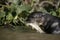 Giant-river otter, Pteronura brasiliensis