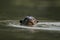 Giant-river otter, Pteronura brasiliensis