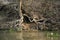 Giant-river otter, Pteronura brasiliensis