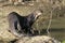 Giant-river otter, Pteronura brasiliensis