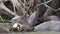 giant river otter, Pteronura brasiliensis, Pantanal Brazil