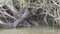 giant river otter, Pteronura brasiliensis, Pantanal Brazil