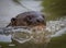 Giant river otter swims in fresh water river in Pantanal