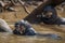 Giant river otters eating fish in river