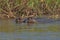 Giant River Otters Swimming in the Cuiba River in the Pantanal Wetlands