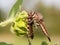 Giant Robber Fly feasting on a grasshopper