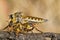 Giant robber fly (proctacanthus rodecki)