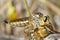 Giant robber fly (proctacanthus rodecki)