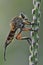 A giant robberfly resting on flower weeds